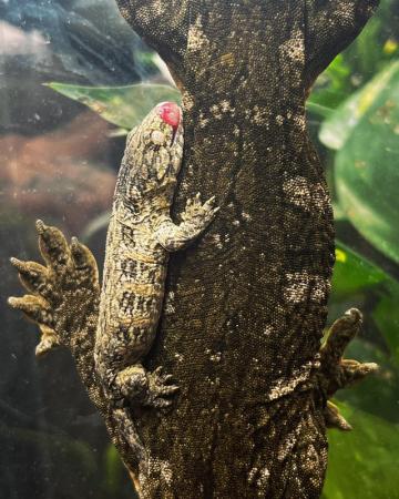 Image 1 of Leachianus Geckos for sale