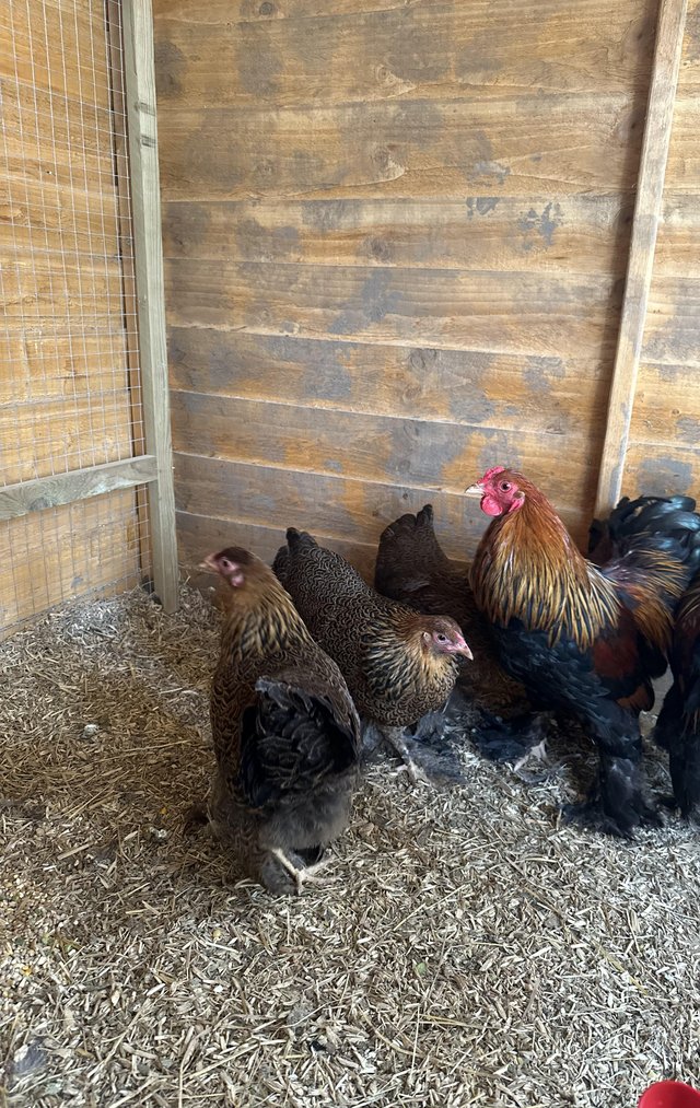Preview of the first image of Brahma bantam breeding group 4 hens 1 cock.