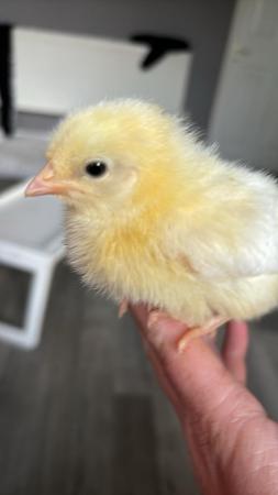 Image 3 of Baby chicks different breeds