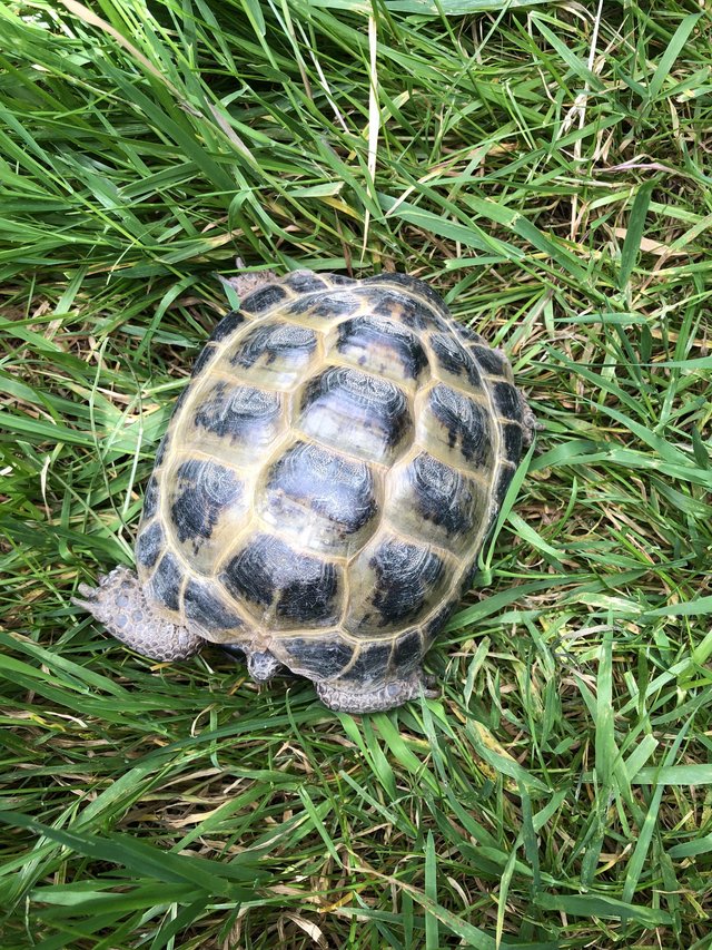 Preview of the first image of Horsefield tortoise 6 year old male for sale.
