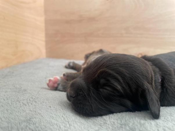 Image 10 of NEW LITTER - COCKER SPANIEL PUPPIES