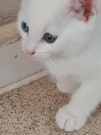 Image 5 of White male kitten, rare eyes