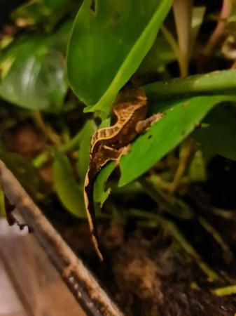 Image 2 of Crested Gecko Breeding Pair and Set Up