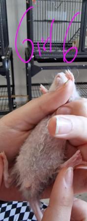 Image 25 of Friendly Female Rat Babies
