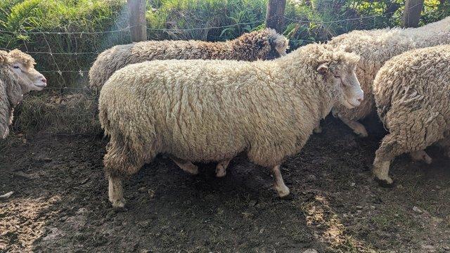 Preview of the first image of Pedigree Dorset unregistered yearling ram.