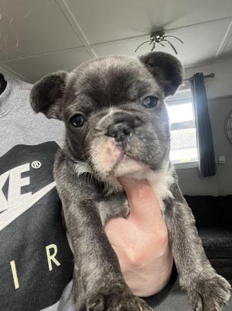 Image 1 of KC registered French bulldog puppies