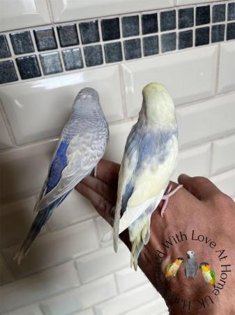 Image 4 of Hand reared baby budgies - More available soon