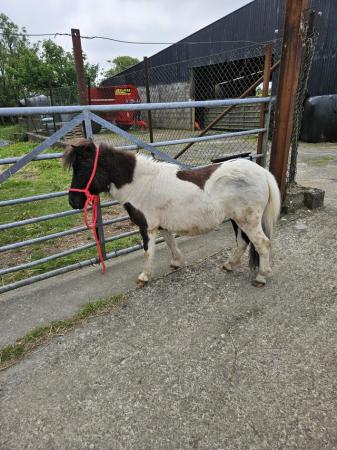 Image 3 of 2 year old Registered Piebald Miniature Shetland Filly