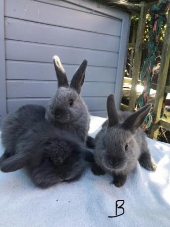 Image 2 of 8 week old mini lop babies ready now