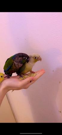 Image 3 of Baby hand tame alexandrine, derbyian and green cheek conures