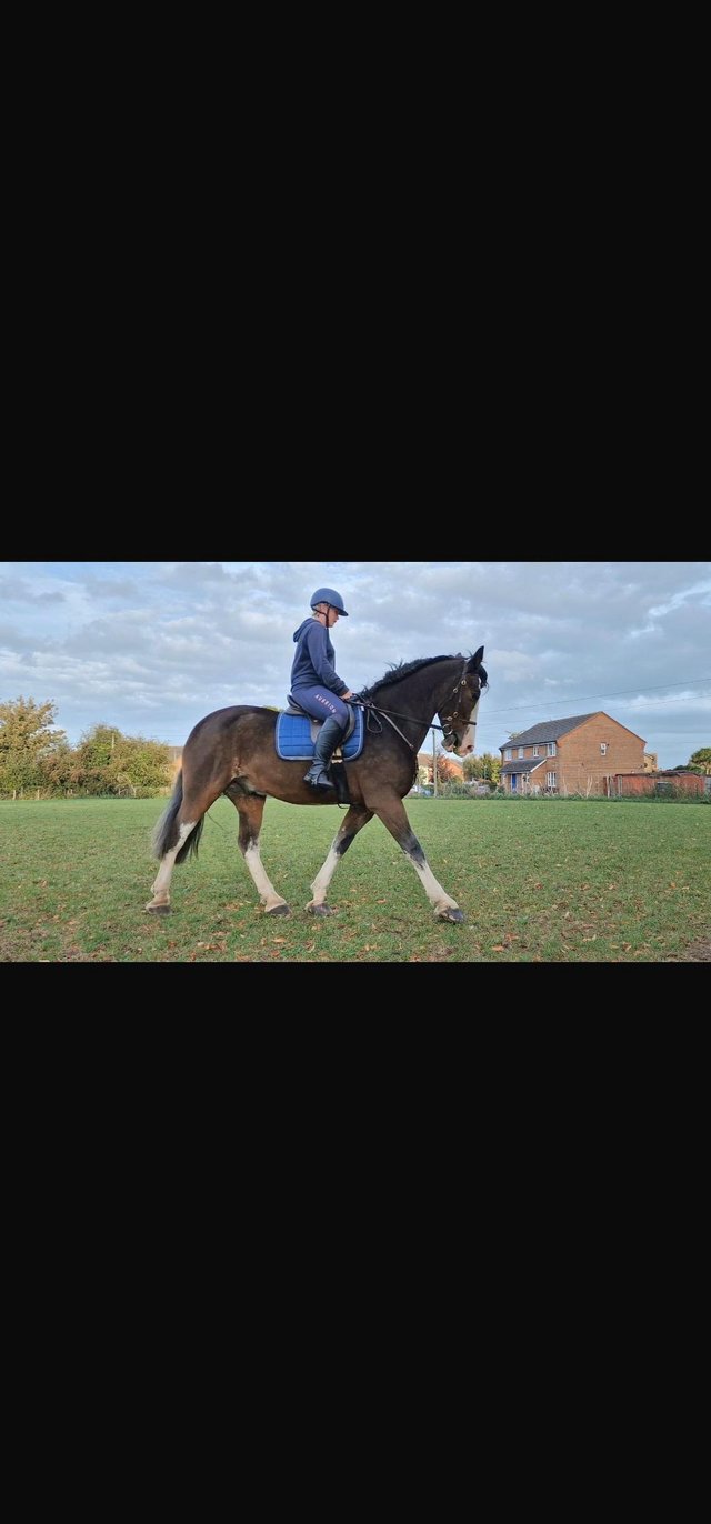 Preview of the first image of 16.3hh 17yo gelding for part loan.