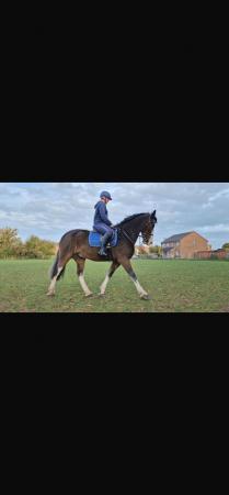Image 1 of 16.3hh 17yo gelding for part loan