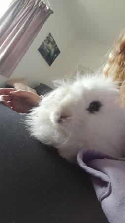 Image 1 of 8 month old Rabbit looking for new home