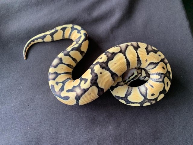 Preview of the first image of Super Pastel Desert Ghost Male Royal Python.