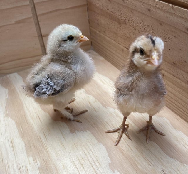 Preview of the first image of Cream legbar chicks - female.