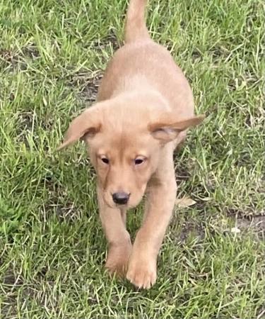 Image 6 of Fox Red Labrador puppies for sale