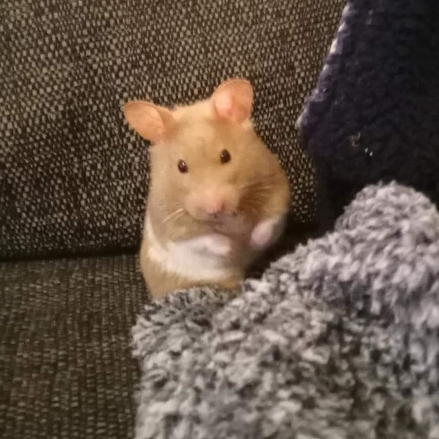 Preview of the first image of Hamster wanted! Experienced home awaits.