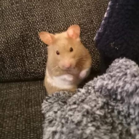 Image 1 of Hamster wanted! Experienced home awaits