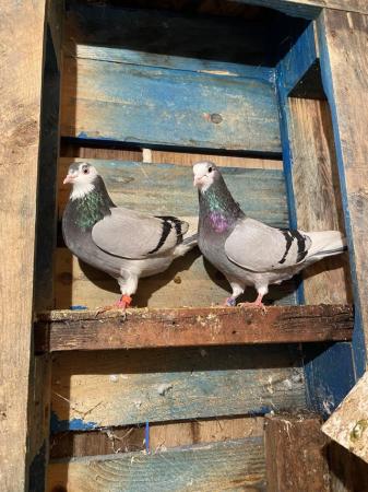 Image 4 of Roller pigeons for sale
