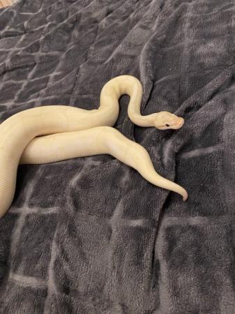 Image 3 of Gorgeous 2 year old royal python female