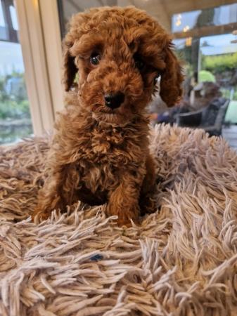 Image 2 of Red toy poodle male puppy