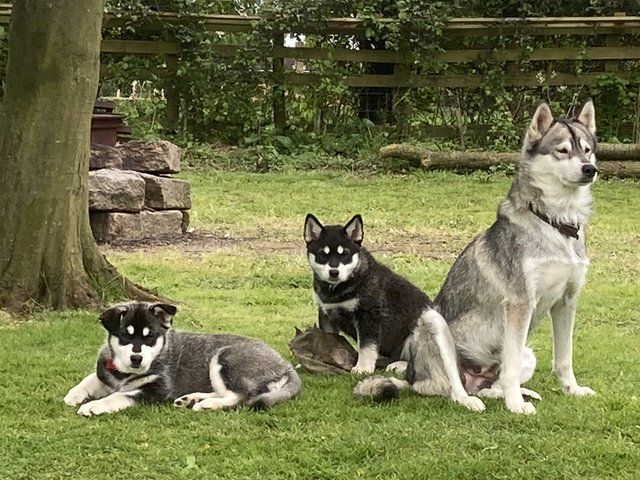 Preview of the first image of Husky cross puppies for sale.