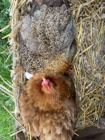 Image 3 of 2 Pekin hens and 1 cockerel 1yr old