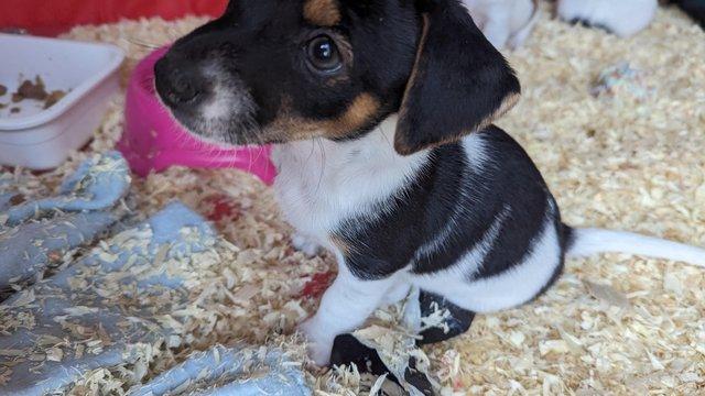 Image 10 of Mini Jack Russell puppiesREADY 3 May 3 left
