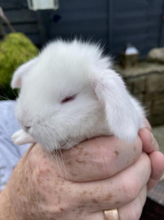 Image 3 of Stunning Giant French Lop ready in 2 weeks!!