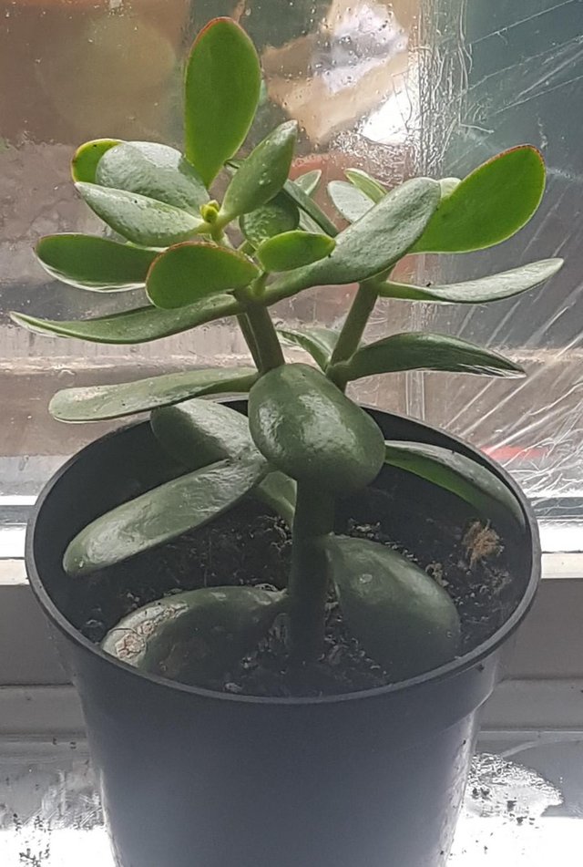 Preview of the first image of Great Present. Jade plant/Money Tree - Crassula ovata.