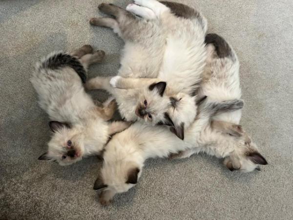 Image 2 of Beautiful Chunky Ragdoll Kittens - Only 2 Boys Left