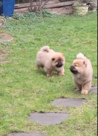 Image 15 of Ready now Kc Chowchow Puppies
