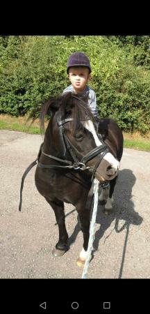 Image 1 of Beautiful little mare great kids pony