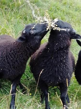 Image 2 of Twiglet, Biscuit and Bourbon, 3 sweet shetland sheep