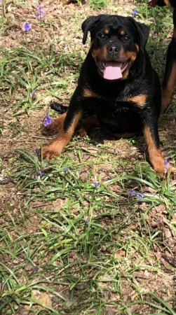 Image 2 of Female Rottweiler Puppy For sale