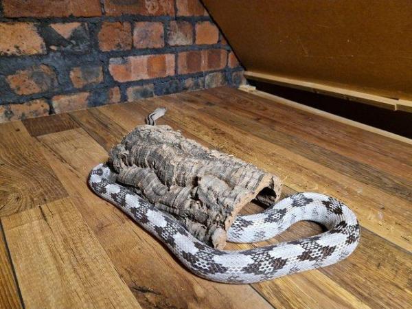 Image 2 of Male  3yearold Trans pecos rat snake