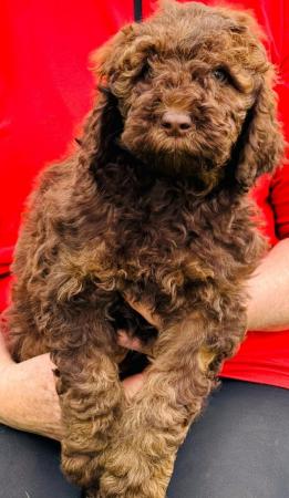 Image 6 of STUNNING DOUBLE DOODLES COCKAPOO X LABRADOODLE