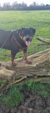 Image 6 of Ralph, male rotty, looking for forever home