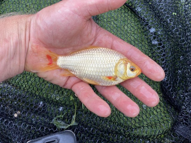 Preview of the first image of Goldfish For Sale £2 Each, + Koi Carp, Sturgeon, Tench, Orfe.