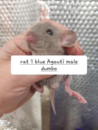 Image 1 of Extremely friendly baby rats ready 19th April