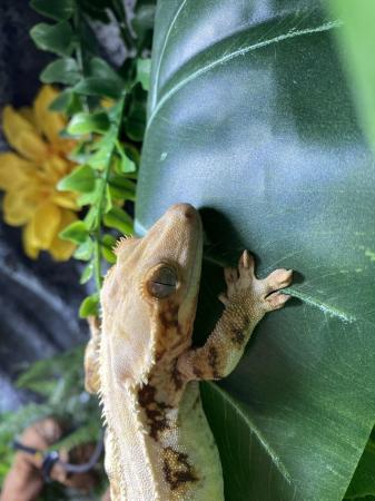 Image 3 of High end Lilly white crested geckos
