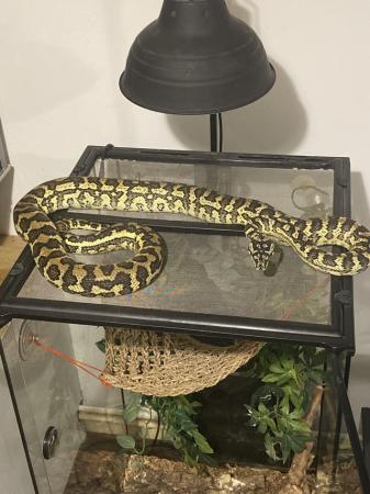 Image 5 of 5year old jungle carpet python and viv