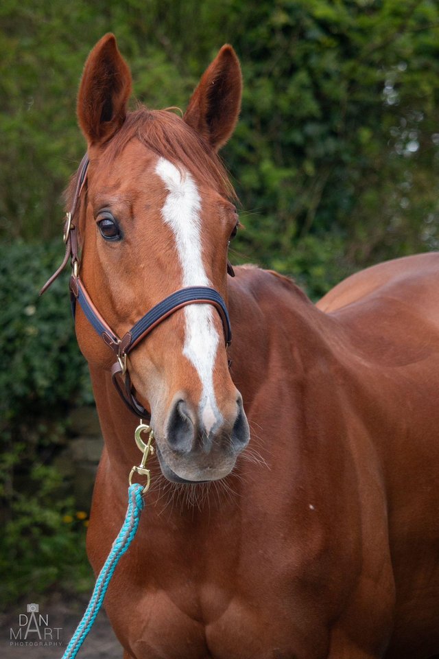 Preview of the first image of Gorgeous 8 year old mare.
