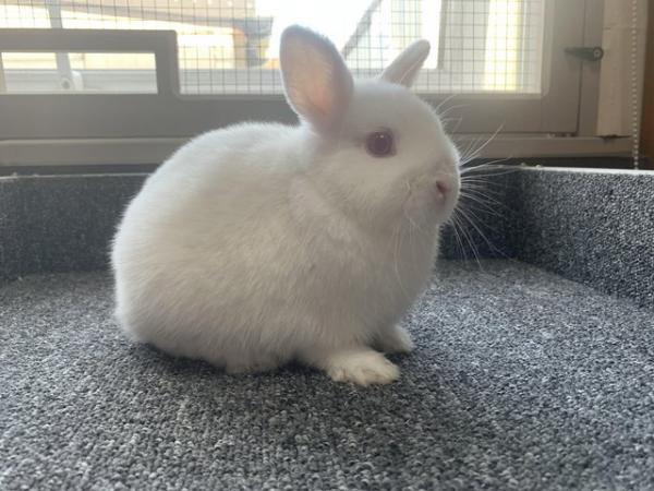Image 6 of 10 weeks old Netherland Dwarf Rabbit