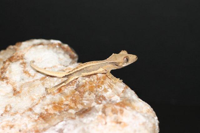 Preview of the first image of Lilly white crested geckos last few remaining.