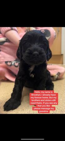 Image 28 of Cockapoo puppies- last pup available- now reduced