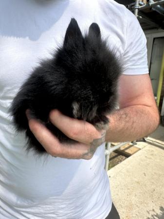 Image 2 of Pure Breed Lionhead Baby Rabbits