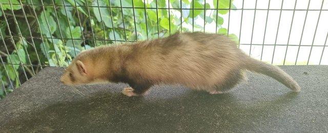 Preview of the first image of Jill ferret kits available.