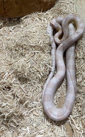 Image 1 of Beautiful male snow corn snake & full set up