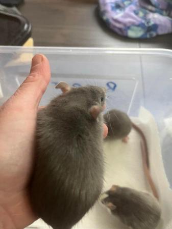 Image 9 of 5 half dumbo ear baby rats only 1 girl left and 4 boys